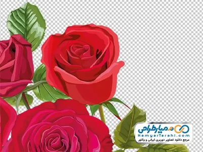 دانلود عکس وکتوری گل رز قرمز