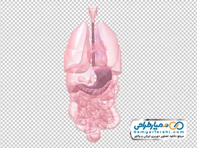 دانلود تصویر با کیفیت آناتومی اعضای داخلی بدن ناحیه شکم