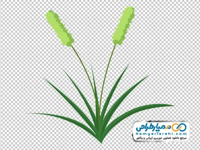 دانلود تصویر وکتوری چمنزار تیموتی