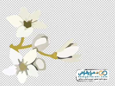 دانلود تصویر وکتوری گل ماگنولیا سفید