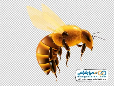 دانلود تصویر وکتوری زنبور ملکه