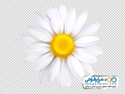 دانلود عکس وکتوری گل بابونه سفید