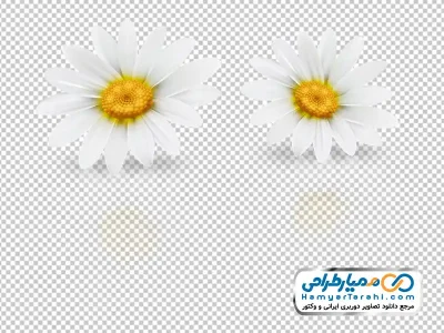 دانلود تصویر png گل های بابونه سفید