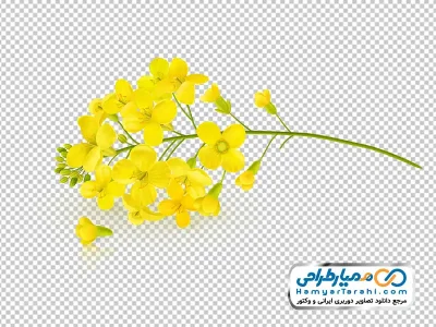 دانلود تصویر png شاخه گل یاس زمستانی زرد