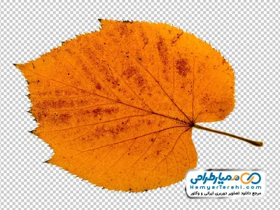 تصویر با کیفیت برگ نارنجی با فرمت png