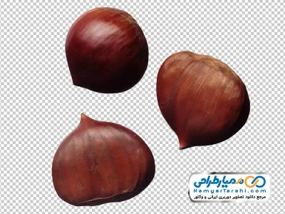 عکس با کیفیت شاه بلوط چینی