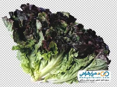 دانلود عکس با کیفیت کاهو فرانسوی قرمز