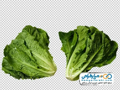 تصویر png کاهو