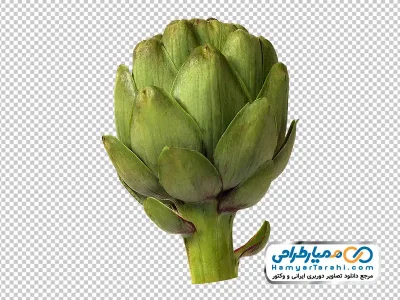دانلود عکس png کنگر فرنگی