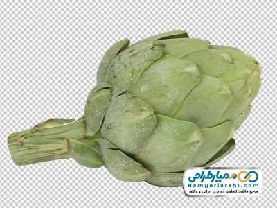دانلود عکس با کیفیت کنگر فرنگی