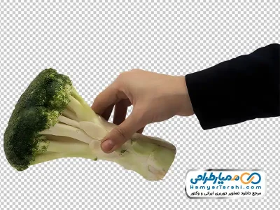 عکس بدون پس زمینه کلم بروکلی در دست