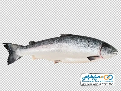 دانلود تصویر png ماهی قزل آلا
