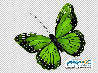 دانلود عکس با کیفیت پروانه سبز زیبا