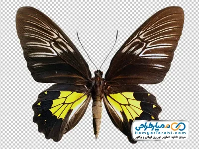 دانلود عکس پروانه با فرمت png