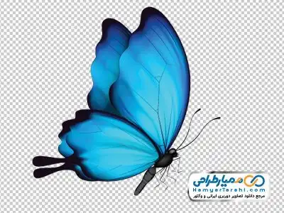 دوربری تصویر پروانه آبی