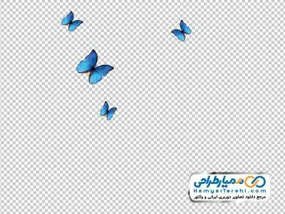 تصویر با کیفیت پروانه های آبی