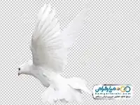 دوربری کبوتر سفید