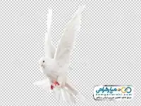 تصویر png کبوتر سفید در حال پرواز
