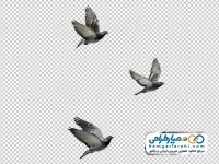 تصویر png کبوتر در حال پرواز