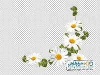 تصویر png تزئین گوشه ای با گل های سفید بهاری