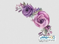 تصویر دوربری شده گل های رز صورتی و بنفش