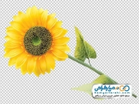 تصویر با کیفیت شاخه گل آفتابگردان