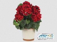 تصویر با کیفیت گلدان گل شمعدانی قرمز