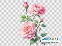 تصویر دوربری شده گل رز صورتی با غنچه و برگ سبز