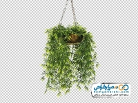 تصویر دوربری شده گل بامبو در گلدان آویزان