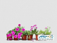 تصویر دوربری شده گل های اطلسی زیبا و گلدون