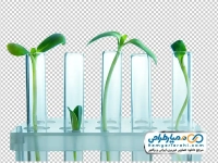 تصویر دوربری شده گیاهان کوچک درون لوله های آزمایشگاهی