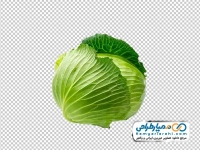 تصویر وکتوری کلم