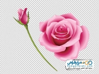 عکس وکتوری گل رز صورتی با غنچه