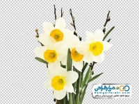 تصویر png شاخه های گل نرگس
