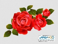 عکس وکتوری با کیفیت گل رز قرمز
