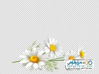 تصویر با کیفیت گل بابونه