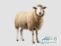 تصویر با کیفیت گوسفند