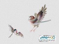 عکس وکتوری مرغ اسلیمی