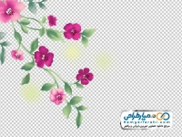 تصویر png گل های بهاری