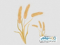 تصویر png شاخه گندم