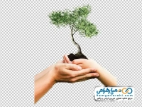تصویر png نهال درخت در دست