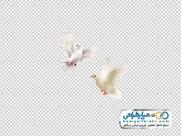 دانلود تصویر کبوتر با فرمت png