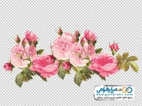 تصویر png گل های رز به همراه غنچه