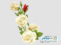 تصویر وکتوری گل رز سفید و قرمز