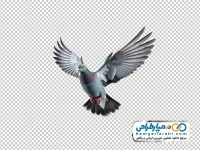 تصویر با کیفیت کبوتر چاهی