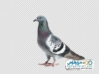 تصویر png کبوتر چاهی
