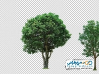 عکس بدون پس زمینه درخت