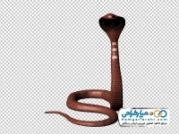 عکس png مار کبری