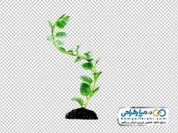 دانلود تصویر با کیفیت نهال گل