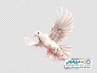 نقاشی کبوتر سفید